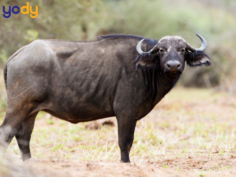 Tử vi tháng 10 âm lịch của người tuổi Sửu gặp nhiều thuận lợi