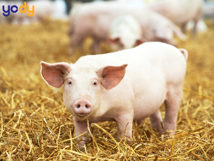 Tử vi tháng 10 âm lịch của người tuổi Hợi không có biến động lớn