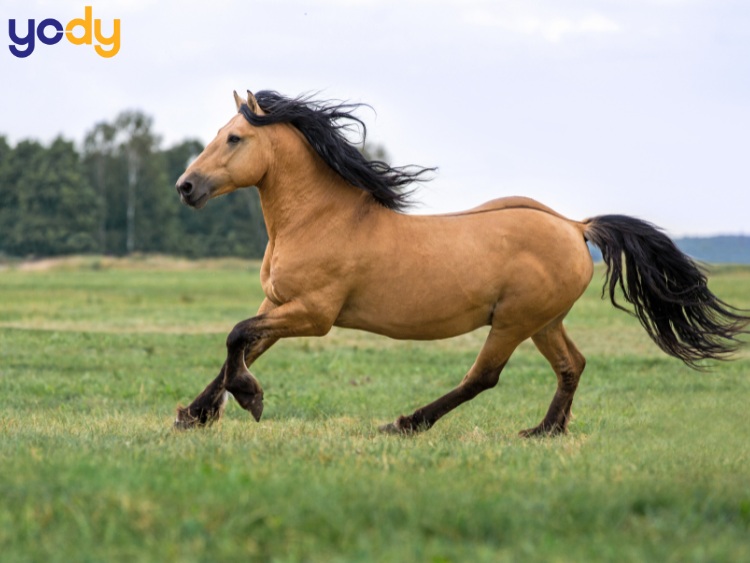 Tử vi tháng 10 âm lịch của người tuổi Ngọ gặp nhiều niềm vui