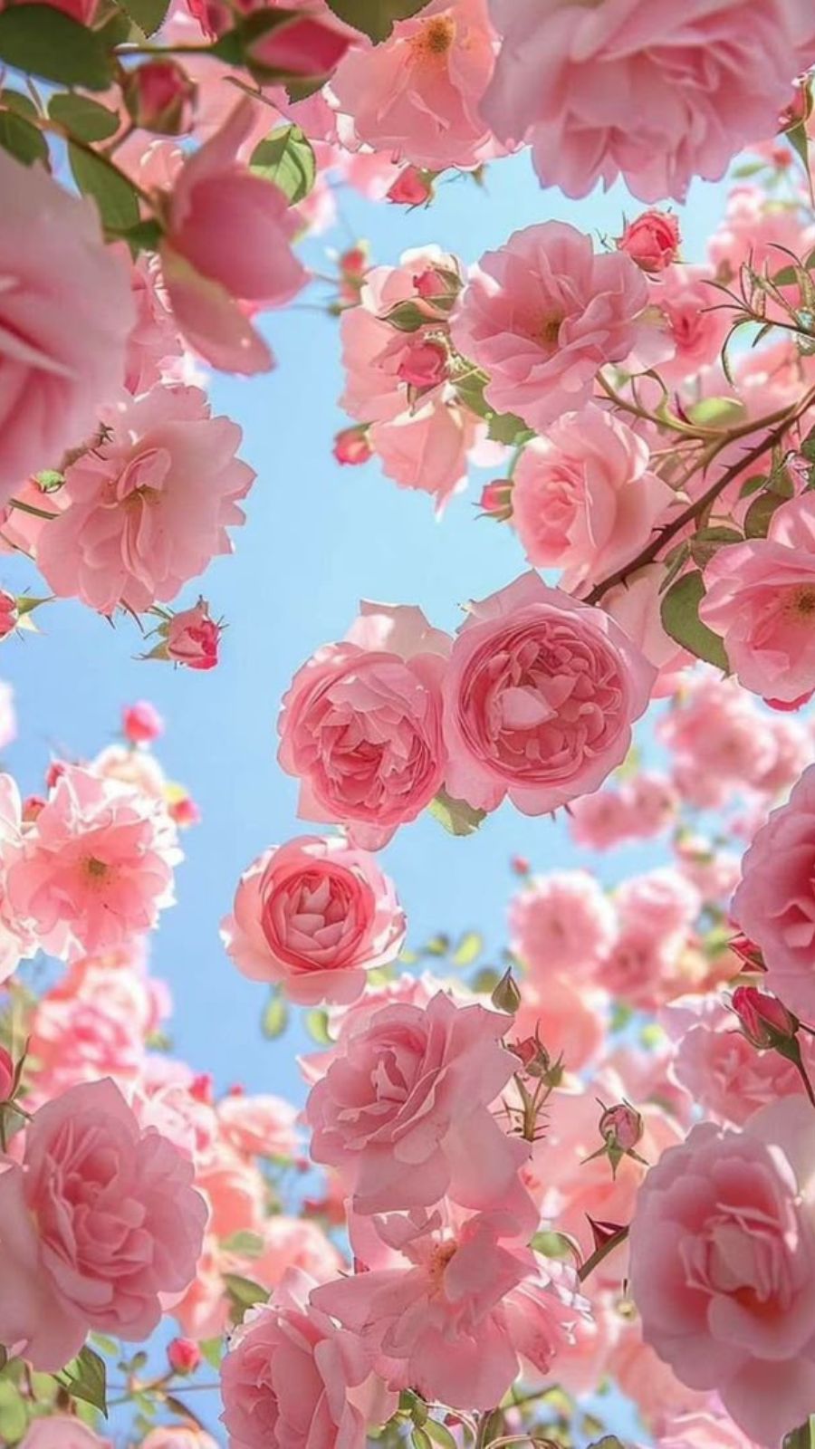 Hình nền 20/10 đẹp, ý nghĩa cho điện thoại