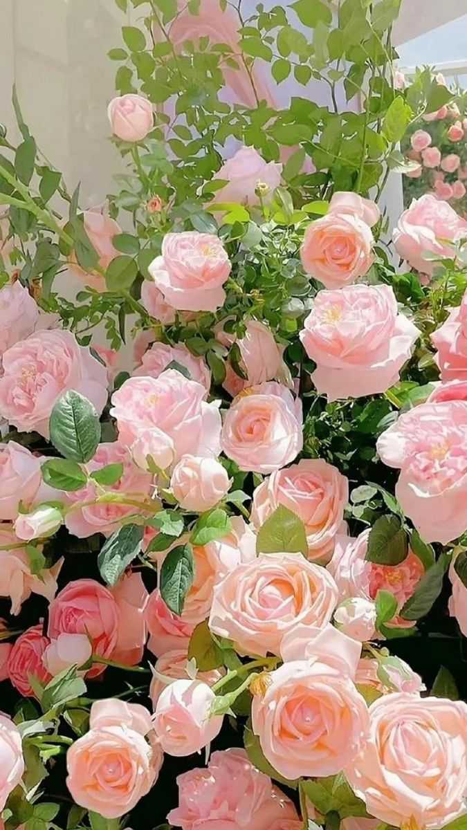 Hình nền 20/10 đẹp, ý nghĩa cho điện thoại