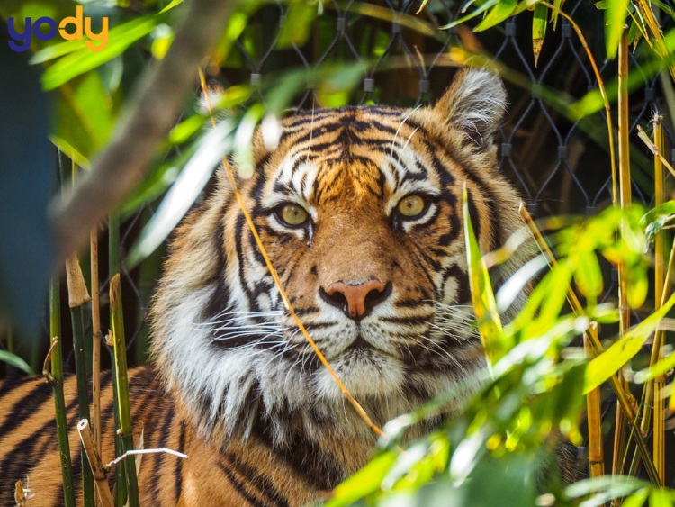 Tử vi tháng 10 âm lịch của người tuổi Dần tích cực