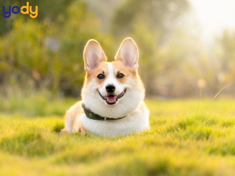 Tử vi tháng 10 âm lịch của người tuổi Tuất nhiều thử thách