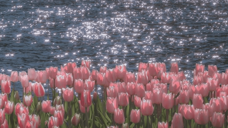 Hình nền 20/10 đẹp, độc đáo cho máy tính