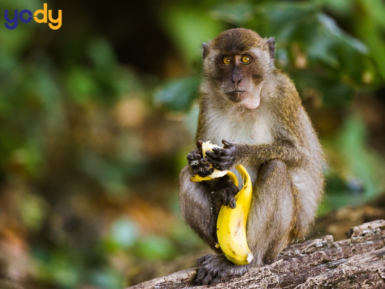 Tử vi tháng 10 âm lịch của người tuổi Thân ổn định